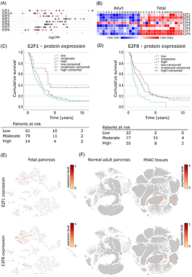 E2F transcription factors promote tumorigenicity in pancreatic ductal adenocarcinoma