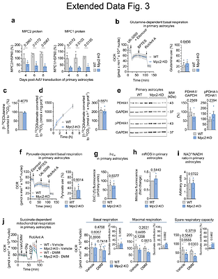 Mitochondrial pyruvate import in astrocytes links anaplerosis to seizure resistance
