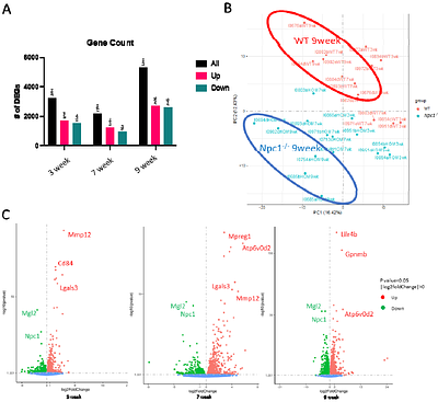 Molecular and Structural Basis of Cardiac Remodelling in Niemann-Pick Type C