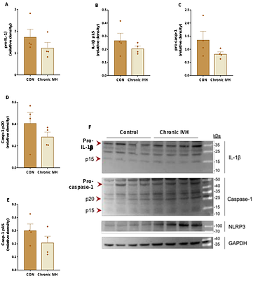 Caspase-Driven Microvascular Inflammation and Hypoperfusion in Intravascular Hemolysis: Roles of Leukocyte and Endothelial Activation