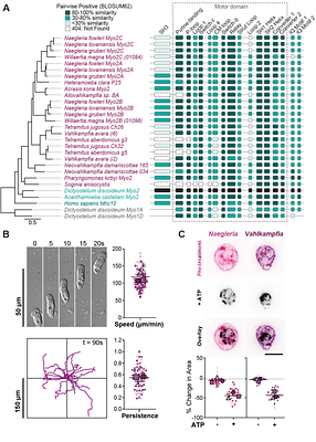 Myosin 2 drives actin contractility in fast-crawling species outside of the amorphean lineage