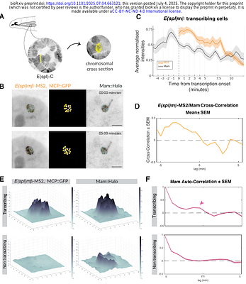 Direct observation of Notch signalling induced transcription hubs mediating gene-expression responses