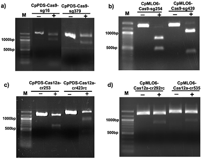 Genome editing of papaya using both Cas9 and Cas12a