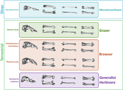Geometric morphometrics enables accurate predictions of paleoecology and reveals unique adaptations to an expanded niche space in extinct waterfowl