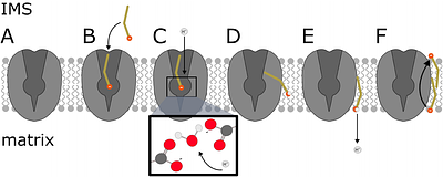 A Novel Model for Proton Transport Mediated by Uncoupling Protein 1