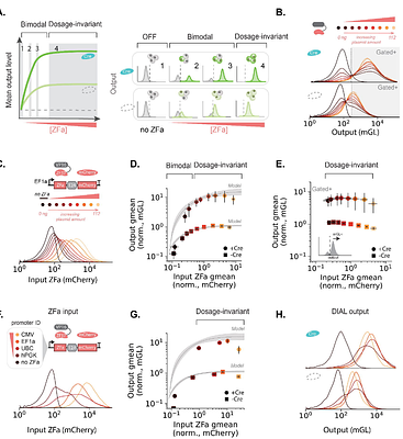 Programmable promoter editing for precise control of transgene expression