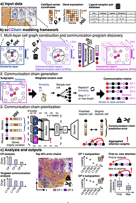 Mapping spatial cell-cell communication programs by tailoring chains of cells for transformer neural networks