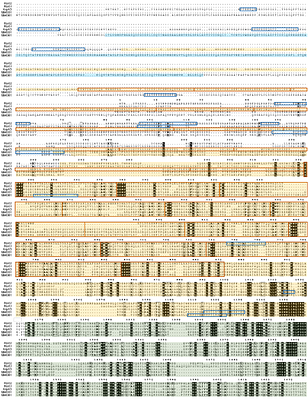 Structural modeling uncovers diverse predicted transcriptional and post-transcriptional modulators among type III effectors of symbiotic Rhizobia