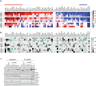 A genus-wide interaction atlas across NS4B orthologues identifies a conserved role for UFMylation in orthoflavivirus replication