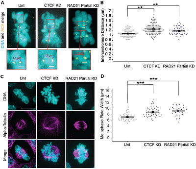 CTCF maintains pericentromere function and mitotic fidelity