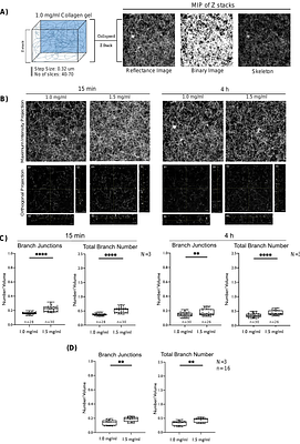 Caveolin-1 dependent regulation of cell-matrix interphase in 3D collagen gels.