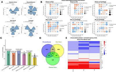 Circadian transcriptome in cultured cells depends on synchronisation method and differs from in vivo condition