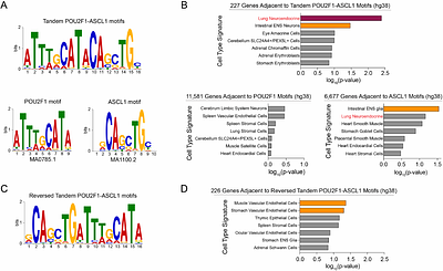 Marker-based CRISPR screens identify POU2F1 as a regulator of DLL3 and neuroendocrine identity in small cell lung cancer