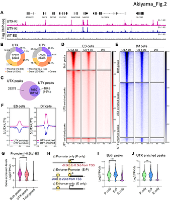 Functional redundancy between UTY and UTX in regulating the localization of transcription factors involved in pluripotency