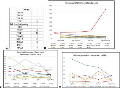 A transcriptomic approach to understand genetic networks of regeneration, cell plasticity, and longevity of the Immortal Jellyfish Turritopsis dohrnii (Cnidaria, Hydrozoa)