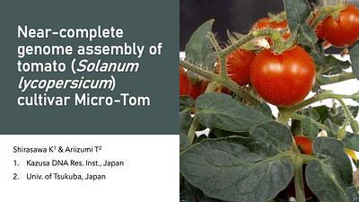 Near-complete genome assembly of tomato (Solanum lycopersicum) cultivar Micro-Tom
