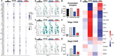 Human neural stem cells restore spatial memory in a transgenic Alzheimer's disease mouse model by an immunomodulating mechanism