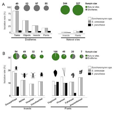 Ecological divergence of sympatric Saccharomyces species across wild and fermentative environments in the neotropics