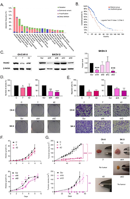 HOOK2 downregulation compromises the tumorigenic and stemness properties of ovarian cancer cells by increasing endoplasmic reticulum stress