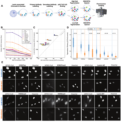 Targeted ATAC-see (tATAC-see): A Visual Assay for Target-Specific Chromatin Profiling