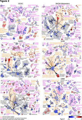 Application of the AMOCATI R workflow to tumor transcriptomic data delineates the adverse effect of immune cell infiltration in immune-privileged organs