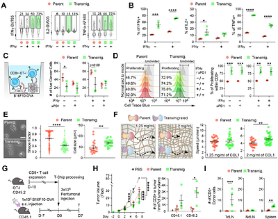 Confined T cell migration controls programmed cell death 1 expression