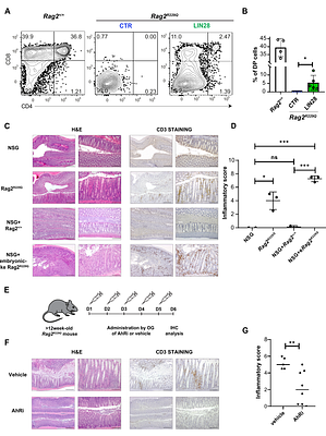 Embryonic lymphocytes contribute to a genetic form of autoimmune inflammation