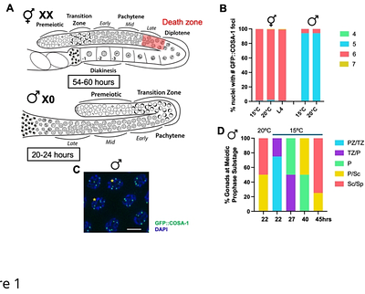 Loss of meiotic double strand breaks triggers recruitment of recombination-independent pro-crossover factors in C. elegans spermatogenesis