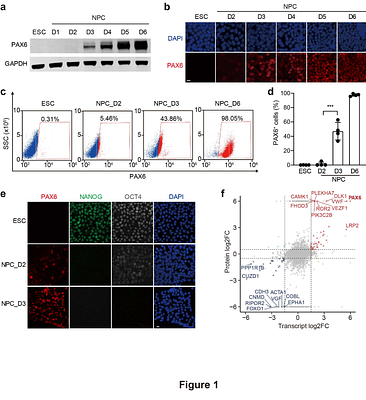 Post-replicative initial expression of the cell fate regulator PAX6 during neuroectoderm differentiation