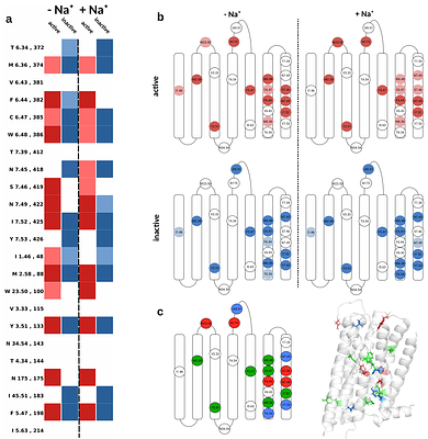 Sodium Ions Regulate GPCR Activation by Remodeling Allosteric Coupling Networks and Hydration Patterns
