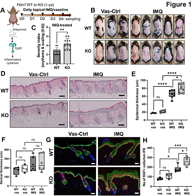 The epidermal stem cell-supporting matricellular protein fibulin 7 modulates skin inflammatory response in a psoriasis model
