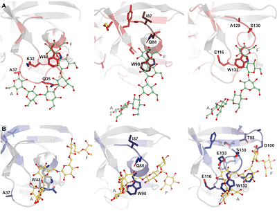 Molecular basis of protein-glycan cross-linking by CpCBM92A revealed by NMR spectroscopy
