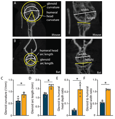 Musculoskeletal architecture of the shoulder: A comparative anatomy study in bats and mice informing human rotator cuff function
