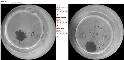 Non-Invasive Quantification of Viability in Spheroids Using Deep Learning