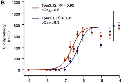 Sarcomeric Remodelling in Human Heart Failure unraveled by single molecule long read sequencing