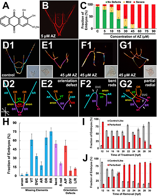 Alizarin red perturbs skeletal patterning and biomineralization via Catalase inhibition