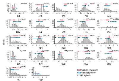 Contemporary hybridization among Arabis floodplain species creates opportunities for adaptation