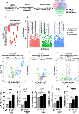 Essential role of hsa-miR-203a-3p in type I Interferons immune homeostasis during Influenza and NDV infection