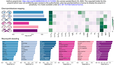 Multiscale reorganization of brain and behavior under large-scale electrical perturbation