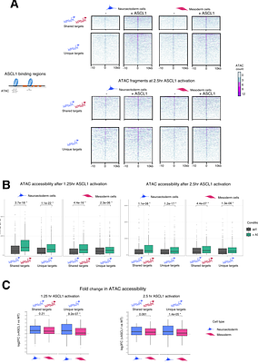 Tissue-specific chromatin accessibility and co-factor availability together define ASCL1-dependent neural reprogrammability across germ layers during embryogenesis