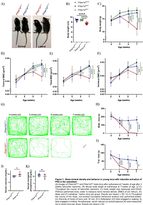 Inducible activation of PKA in osteoblasts causes a profound high bone turnover phenotype similar to human diseases