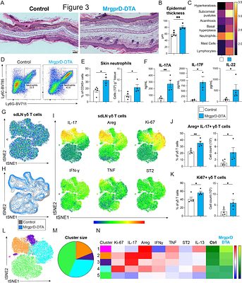 Sensory neurons shape γδ T cell effector programs to control Psoriasiform Inflammation.