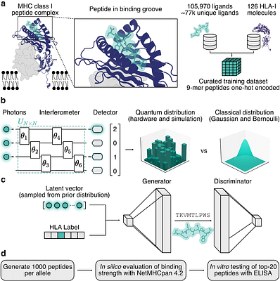 Hybrid quantum-classical de novo design of MHC-binding peptides