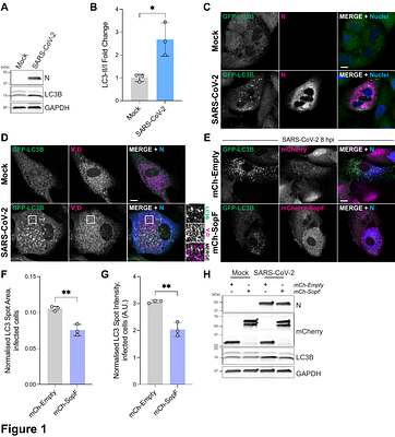 SARS-CoV-2 envelope protein induces LC3 lipidation via the V-ATPase-ATG16L1 axis