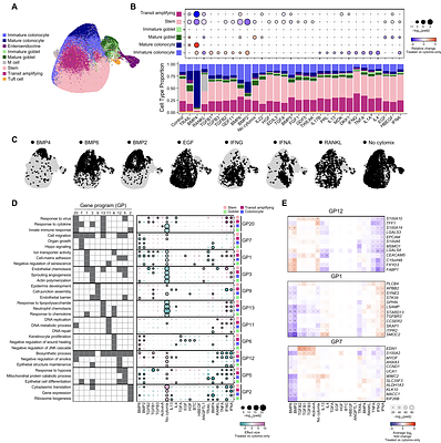 Dictionary of human intestinal organoid responses to secreted niche factors at single cell resolution