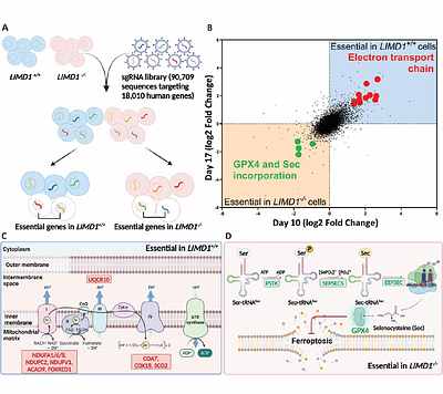 LIMD1 Loss Confers a GPX4-Dependent Cell State in Lung Cancer