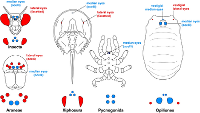 Pax6 homologs are required for patterning both visual systems of the daddy-longlegs Phalangium opilio