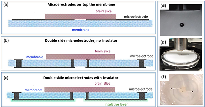 Nanoporous Microelectrodes for Neural Electrophysiology Recordings in Organotypic Culture