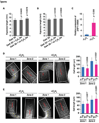Rapid ethylene-triggered protein complex remodeling in dark grown hypocotyls