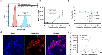 In vivo tracking of CAR-T cells in tumors via nanobubble-based contrastenhanced ultrasound